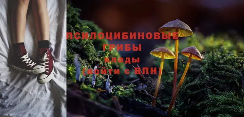 Галлюциногенные грибы Psilocybe  shop официальный сайт  Жердевка  цена наркотик 